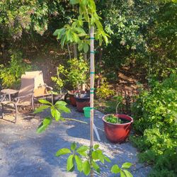 7ft BACON AVOCADO TREE 