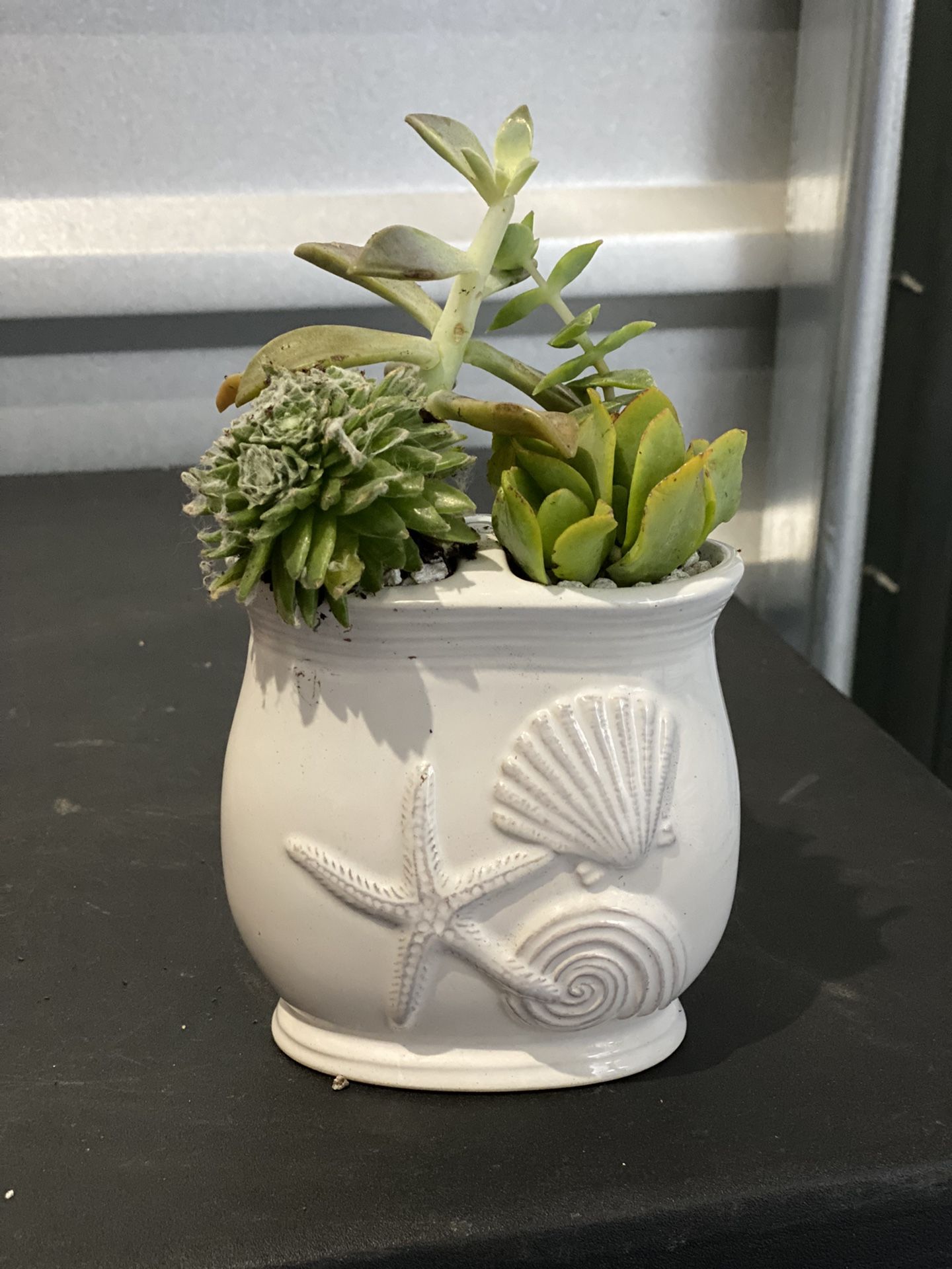 Sm Succulent Garden In Decorative Ceramic Container. 