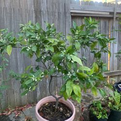 Oranges 🍊 Fruit Tree 