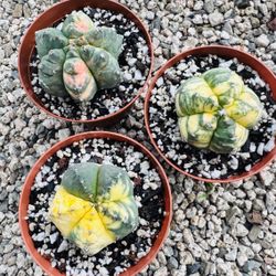 3 Astrophytum Kiko Varigated Cactus $100 Free Shipping 
