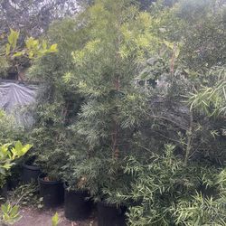 Podocarpus