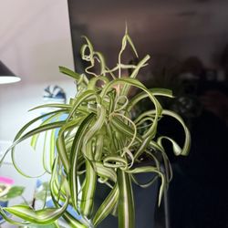 Curly Spider Plant