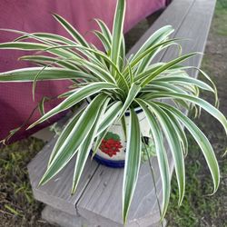 Spider Plants