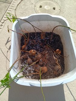 Haas Avocado Seeds Sprouted $5 Each -Deltona  FL Pickup 