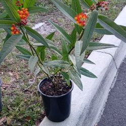 Milkweed Butterfly Plants 
