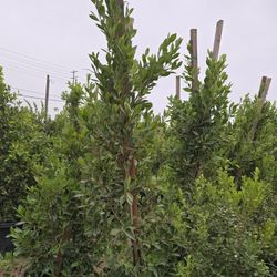 Ficus Nitida Hedge Or Private