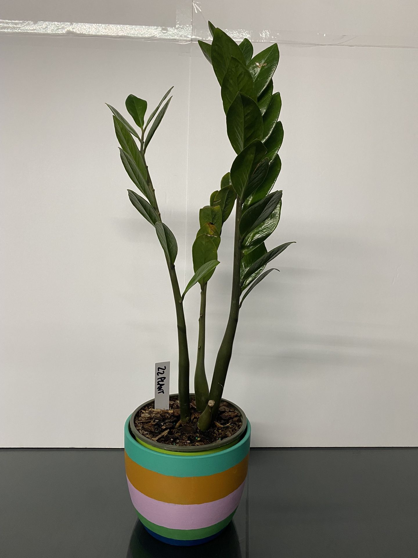 Beautiful Live ZZ Plant. Ceramic Pot. $30
