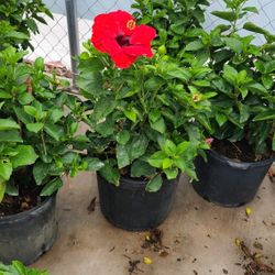 Tulipanes De Bushes 5gallon Red Hot 