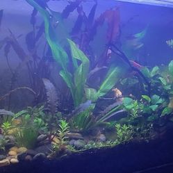 Fluval Fish Tank