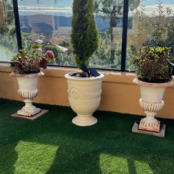 Live Italian cypress Tree With Out Plant Pot