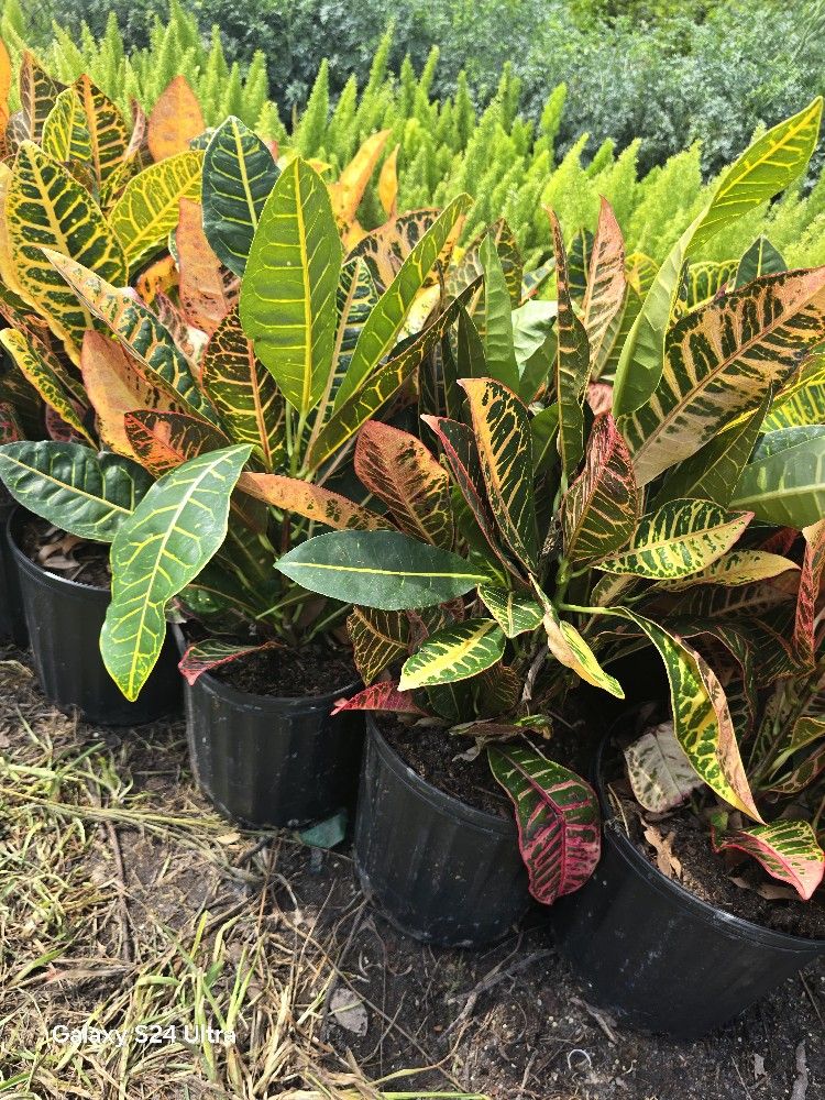 Crotton Plants In 3gal