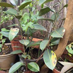 Rubber Plant 