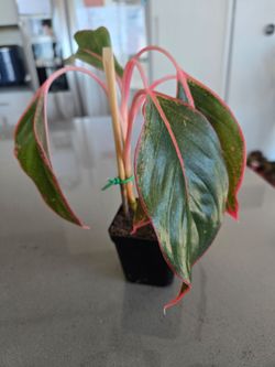 Red Siam