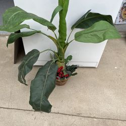 Fake Decorative Plant - $8