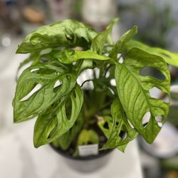 Monstera Adansonii In 6 Inches Pot