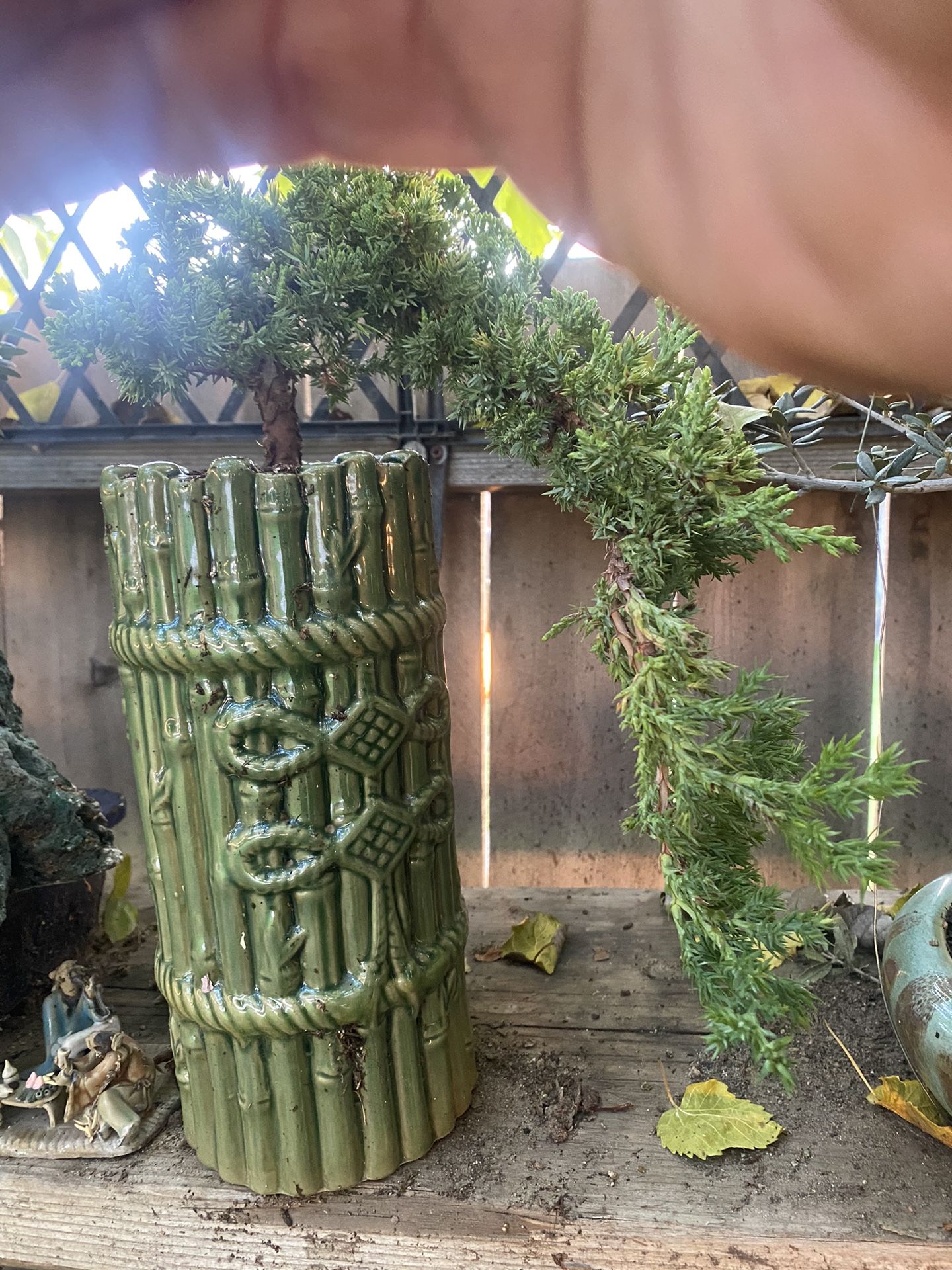 Bonsai cascade style In a bamboo stick Bonsai pot $50