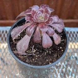 Black Rose Succulent 