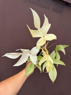 6” philodendron florida ghost