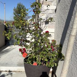 20 gallon bougainvillea