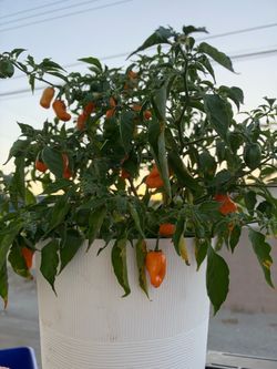 Live Potted Habanero Pepper Plant