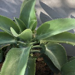 Kalanchoe Mother of Thousands Plant (two remain)