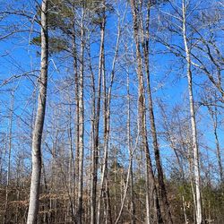 Free Pines For Firewood