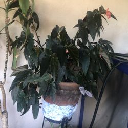 Begonia 