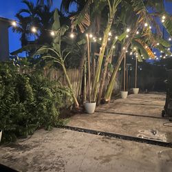 Backyard String Light Set Up 