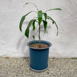 Large Dracena Palm Tropical Indoor Plant With Grey Gray Pot with Base