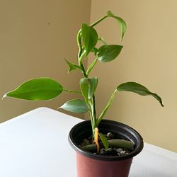 Philodendron Silver Sword