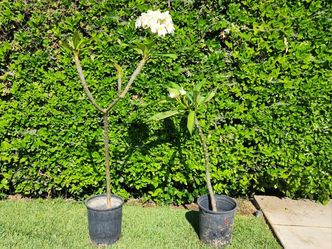 Plumeria 