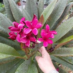 Hawaiian Deep Red Ulaula Plumeria (Frangipani) Plant ROOTED Top Cutting 