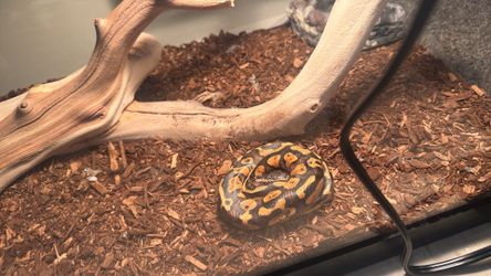 Snake