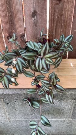 6” Inch. Zebrina Plant.