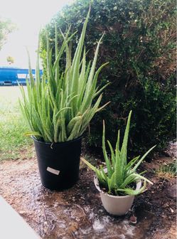 Aloe Vera plants X Large and one extra both for $10