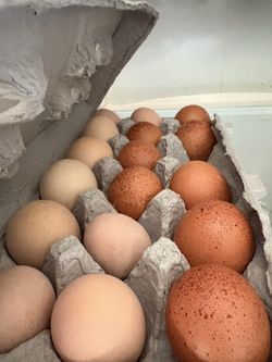 Organic fresh eggs!🥚