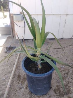 Aloe Tree 