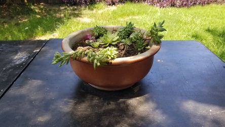 Burro's Tail in a shallow Ceramic Pot
