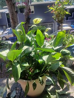 Big big House plant