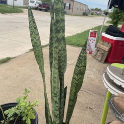 Snake plant