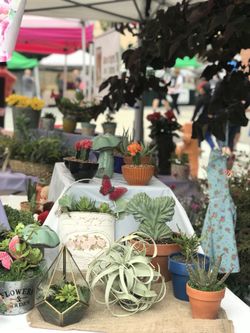 Succulents and Cacti for Sale