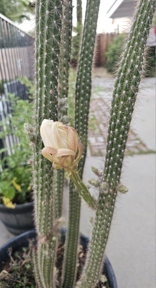 Flowering Cactus. Cactus Con Flores
