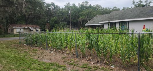 Corns