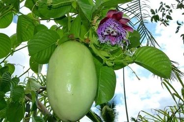 Giant Granadilla Plant