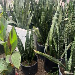 Snake Plant