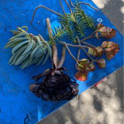 Various Succulents! 