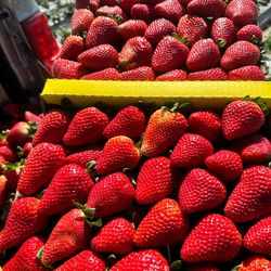 Se venden fresas/Strawberries are for sale