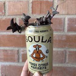 Dark Trailing Succulent in Soula Margarita Can