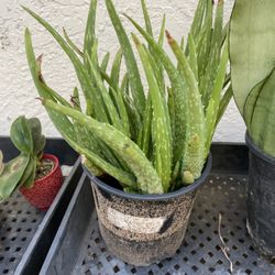 6in Pot Aloe Vera Succulent 