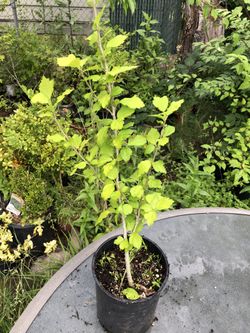 Purple Rose Of Sharon 